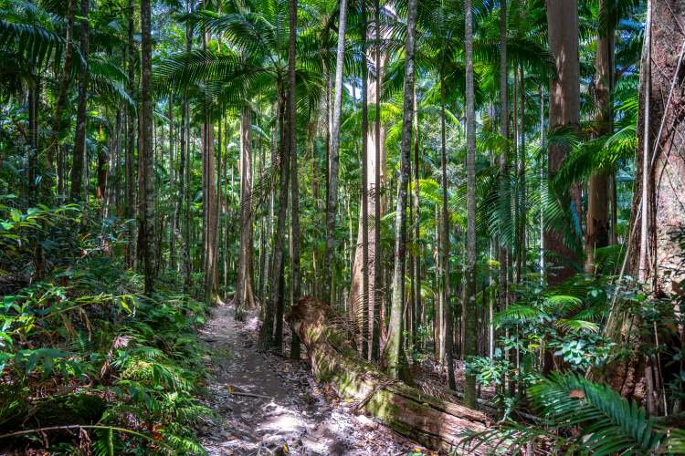 Walking track trough the Nightcap National Park, NSW, Australia